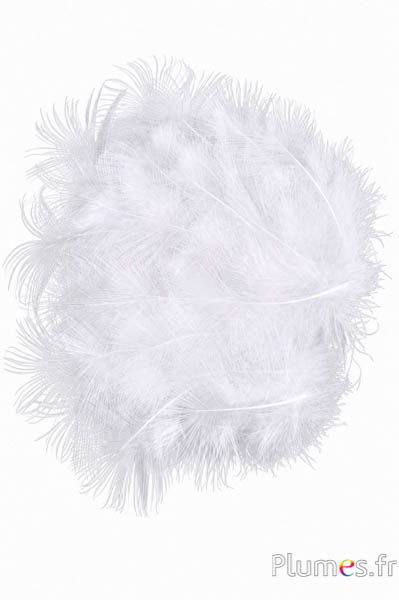 Pauw wit - 5-8 cm - wit natuurlijk